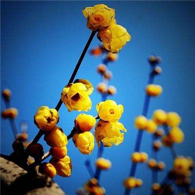 半岛官网入口网页版手机app下载